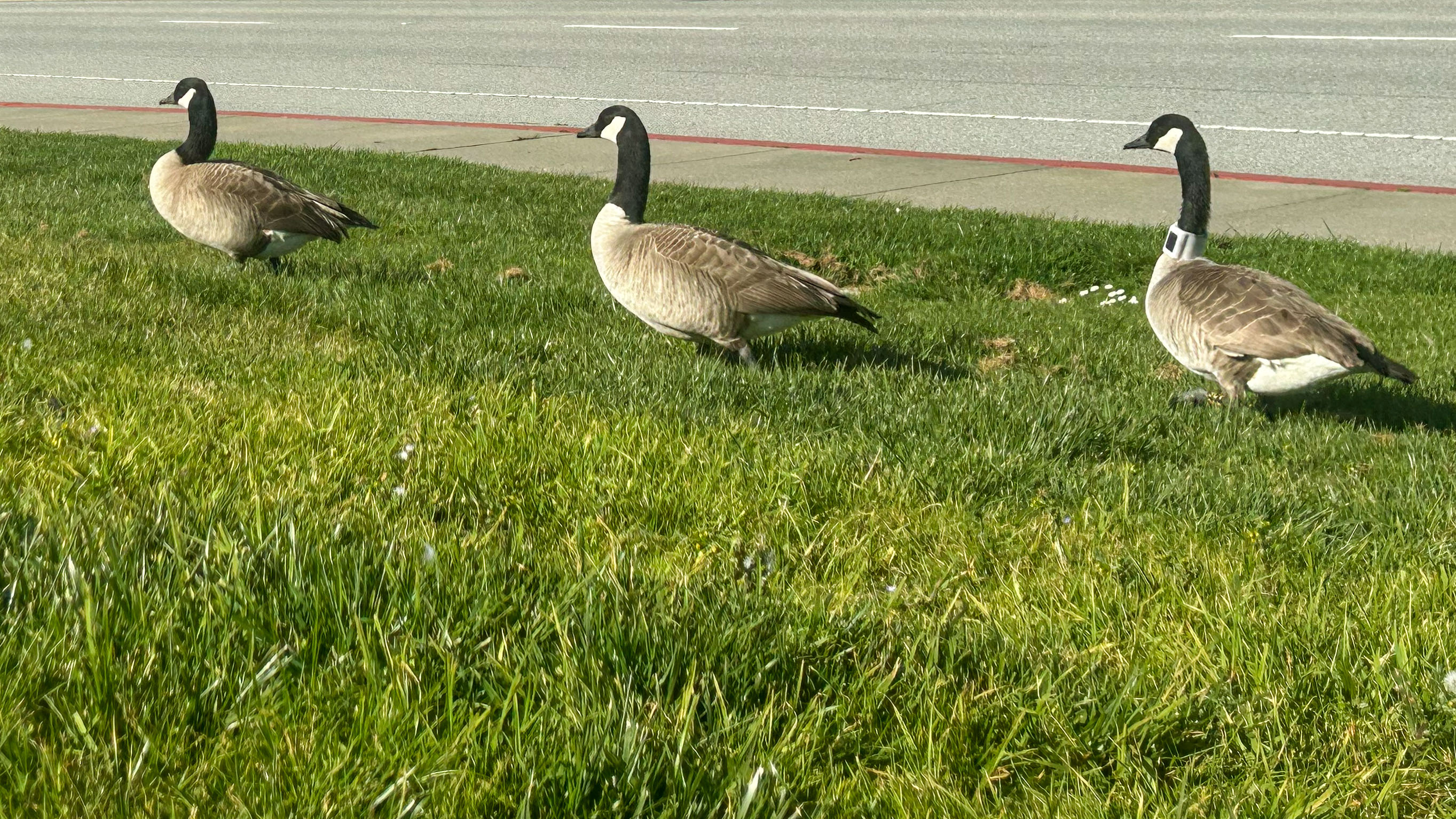three geese in a line on a patch of grass by a road