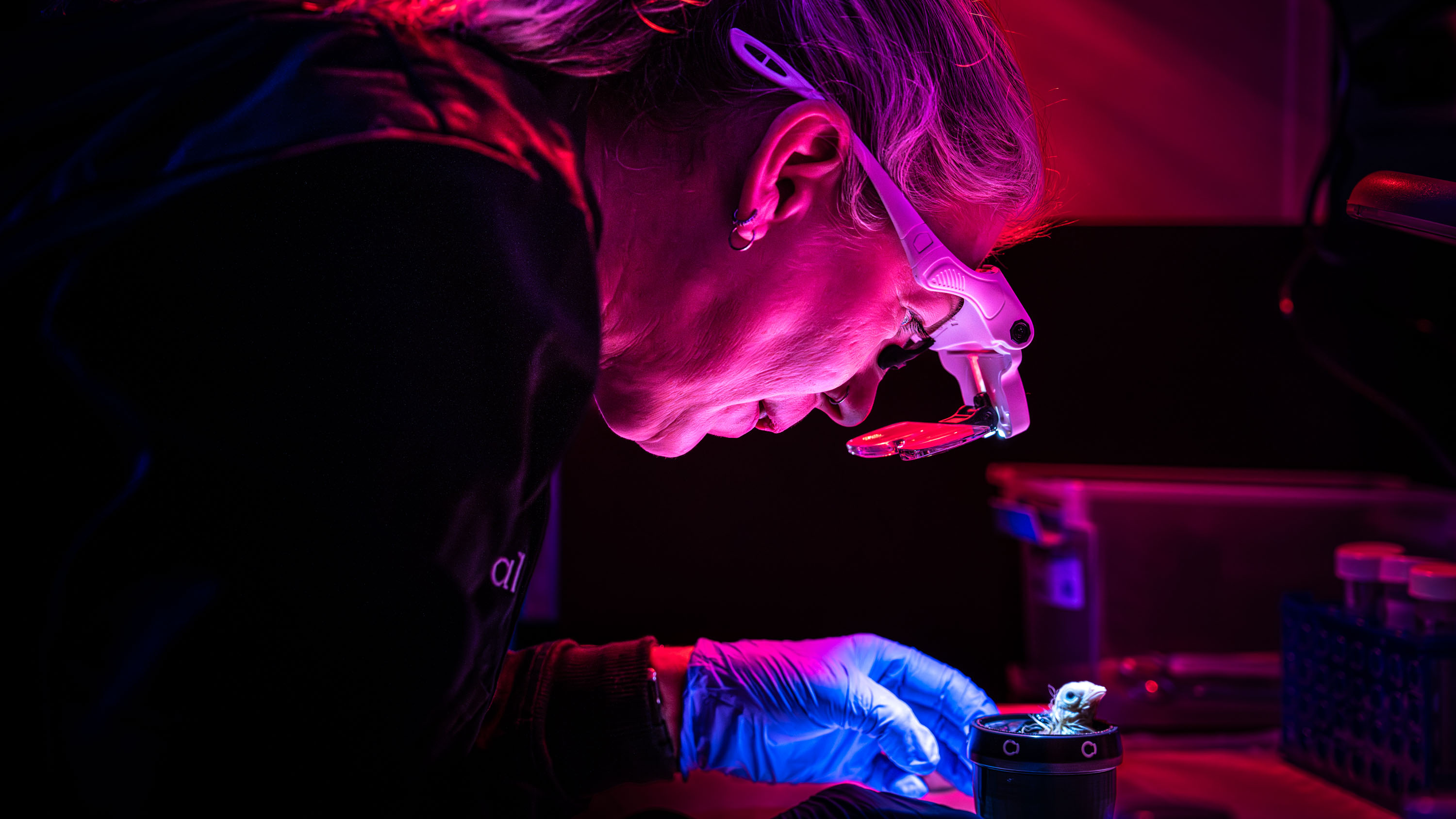 a researcher wearing gloves and magnifying lenses looks down at a baby chick emerging from the artificial egg