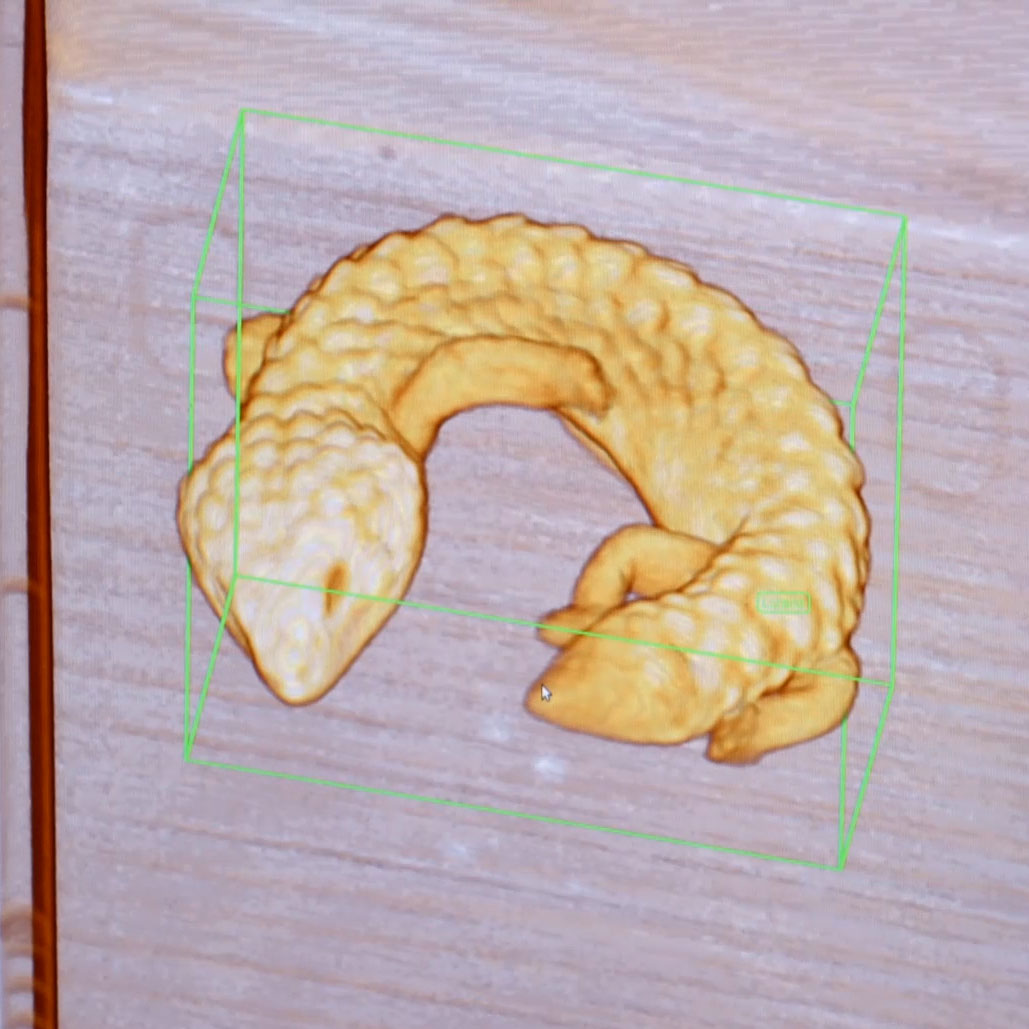 scan of a lizard
