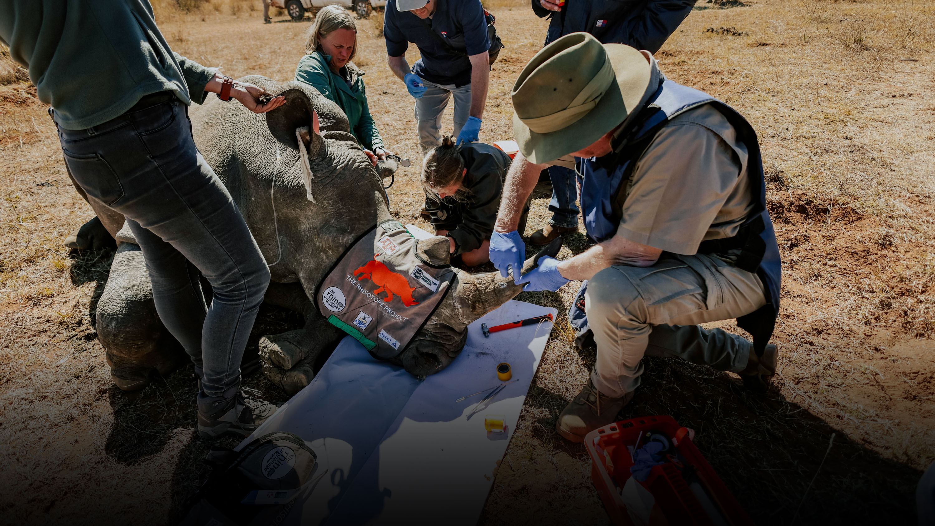 Researchers surround a subdued rhino while they tag its horn
